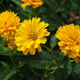 'Summer Sun' False Sunflower