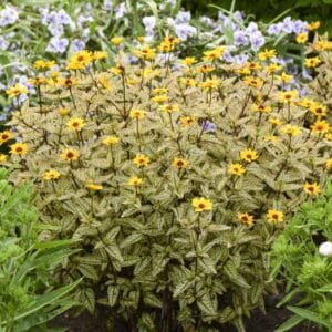 'Touch of Blush' False Sunflower