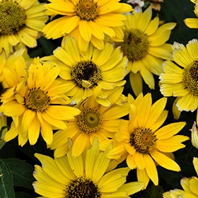 Tuscan Gold' False Sunflower #1