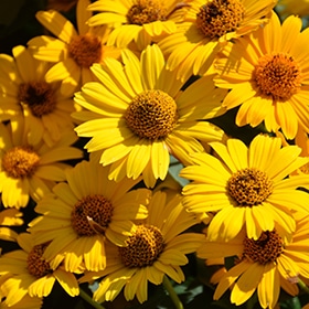 'Tuscan Sun' False Sunflower #1