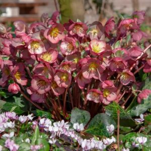 'Elemental' Lenten Rose