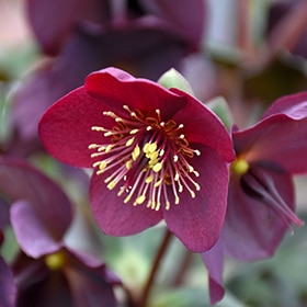 Ice n Roses Red Lenten Rose