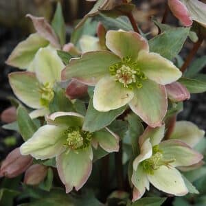 'Ivory Prince' Lenten Rose