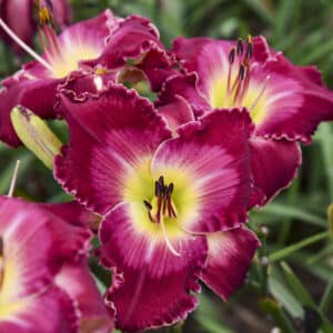'Blood, Sweat and Tears' Daylily
