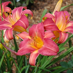 'Cherry Cheeks' Daylily