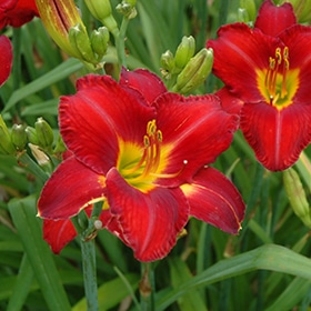 'Chicago Apache' Daylily