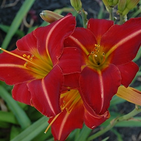 'Chicago Fire' Daylily #1