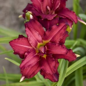 'Double Pardon Me' Daylily