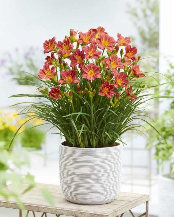 'EveryDaylily Red' Daylily