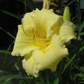 Fragrant Returns Daylily