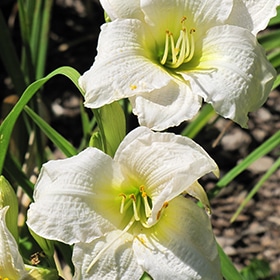 'Gentle Shepherd' Daylily