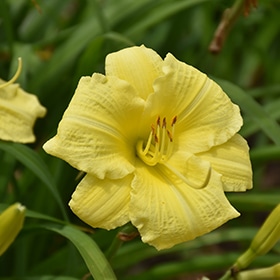 Going Bananas' Daylily