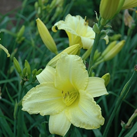 'Happy Returns' Daylily #1