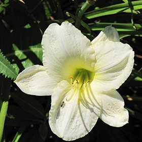 'Joan Senior' Daylily