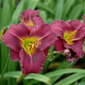 'Little Grapette' Daylily #1