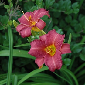'Little Wine Cup' Daylily