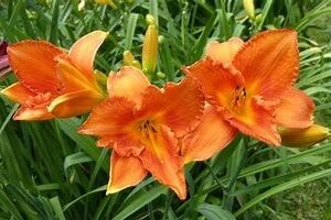 'Mauna Loa' Daylily