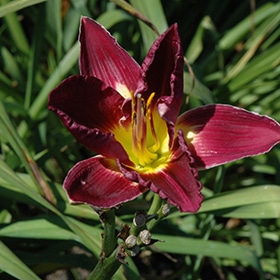 'Nosferatu' Daylily