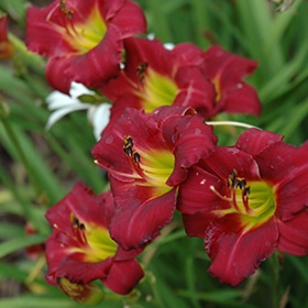 'Pardon Me' Daylily