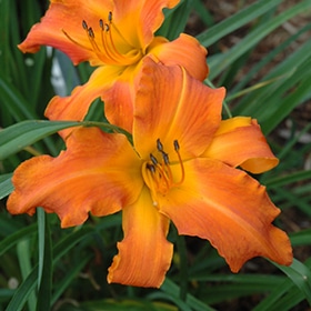 'Primal Scream' Daylily