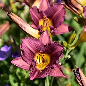 'Purple D' Oro' Daylily