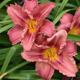 'Rosy Returns' Daylily