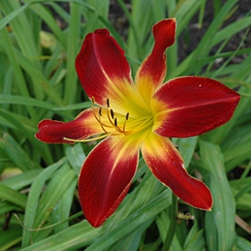 Ruby Spider' Daylily