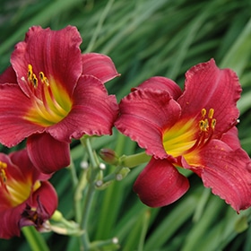 'Ruby Stella' Daylily