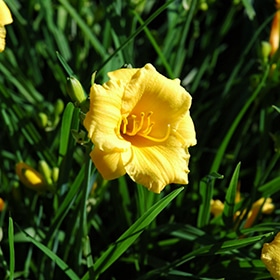 'Stella De Oro' Daylily