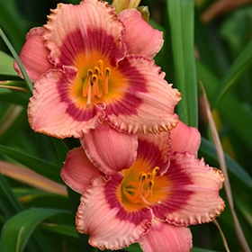 'Strawberry Candy' Daylily