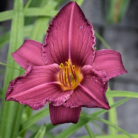 'Summer Wine' Daylily