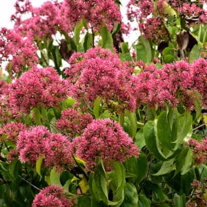 Seven Son Flower 'Temple of Bloom'
