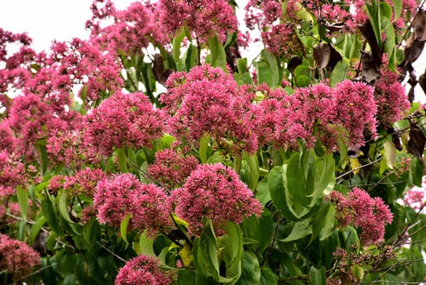 Seven Son Flower 'Temple of Bloom'