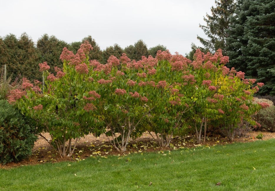 Seven Son Flower 'Tianshan'