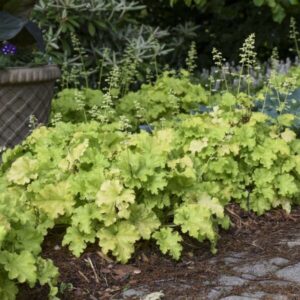 'Apple Twist' Coralbells