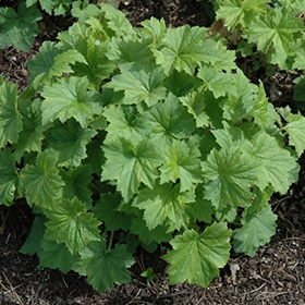 'Autumn Bride' Coralbells #1