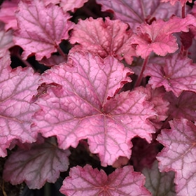 'Berry Smoothie' Coralbells
