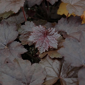 'Blackout' Coralbells