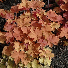 Caramel' Coralbells