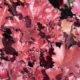 'Cherry Truffles' Coralbells #1