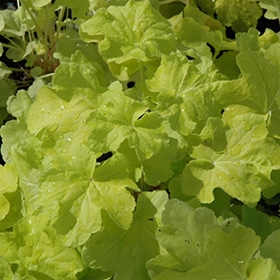 'Citronelle' Coralbells