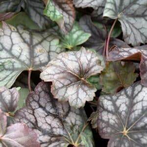 'Dale'S Strain' Coralbells