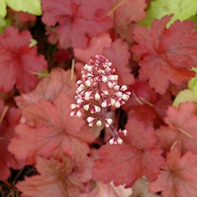'Fire Alarm' Coralbells