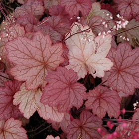 'Georgia Peach' Coralbells #1