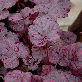 'Grape Expectations' Coralbells #1