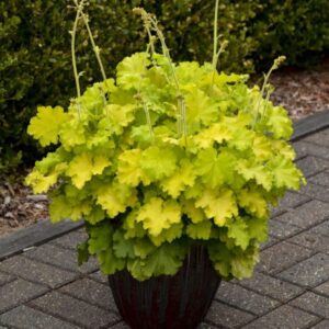 'Lemon Love' Coralbells