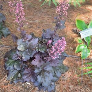 'Mahogany Monster' Coralbells