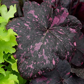 'Midnight Rose' Coralbells