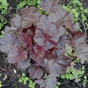 'Obsidian' Coralbells