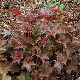 'Palace Purple' Coralbells